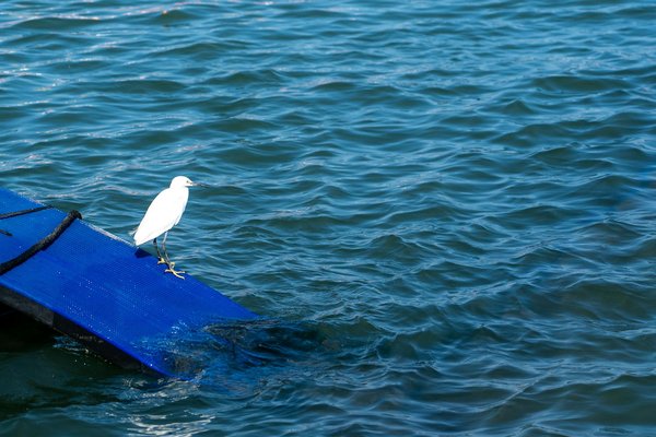 Thehealthylivingjourney